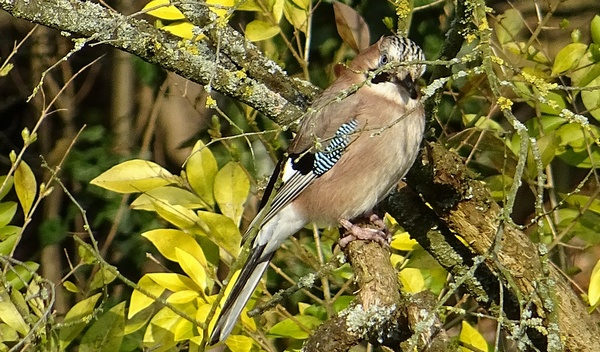 concours-oiseaux