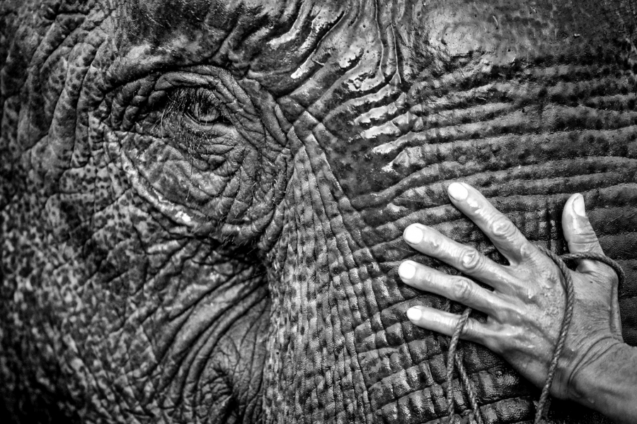 mutzig-jean-francois-elephant-03-mail