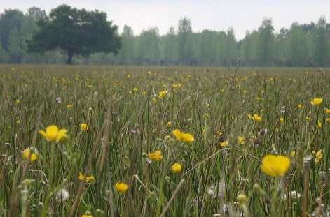 photo-bas-rhin-prairie-ried