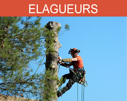 Google Ads pour les elagueurs