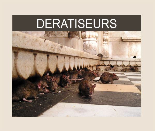 Google Ads pour les deratiseurs