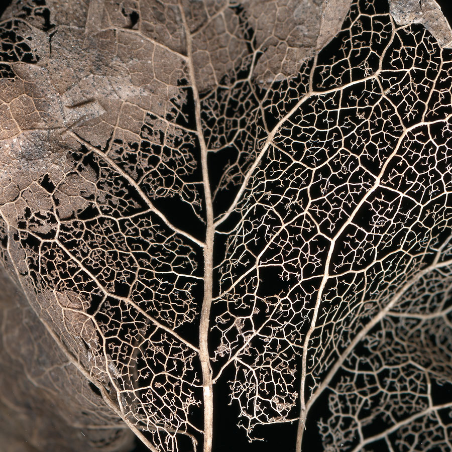 Forsans Patrice, Regeneration 20 , Régénaration..., Atelier Contrast, Besançon