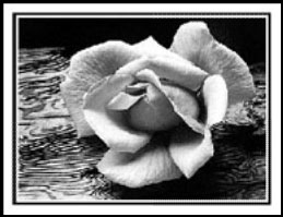 Ansel Adams photographie