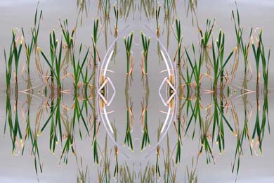 Image Active