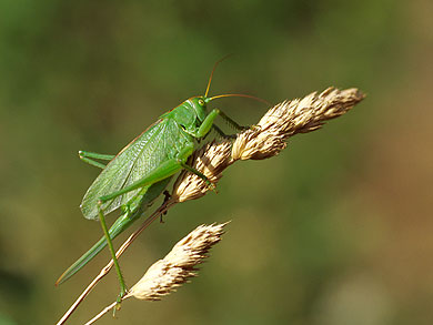 Image Active