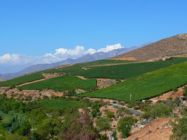vignoble