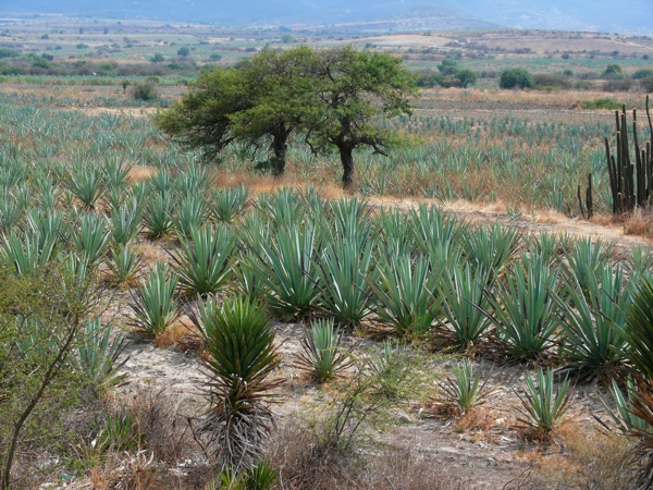 mezcal-1