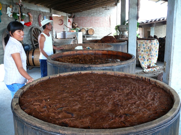 mezcal-4