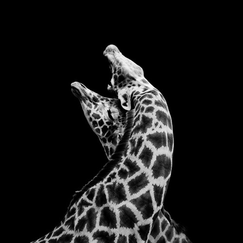 1_439_1_2
