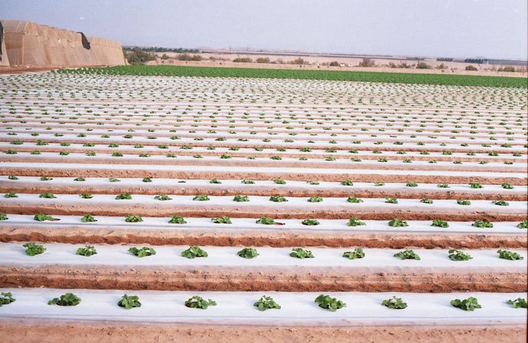 Le paradoxe du desert par Mélanie Rouffet