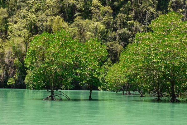 arbre-krabi