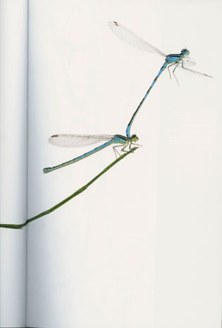 Apprendre la photo insectes