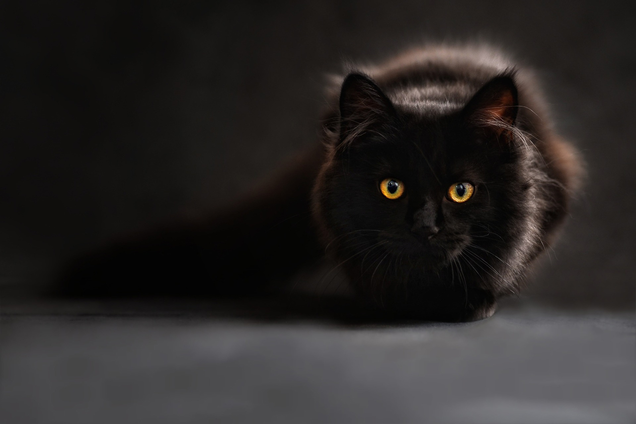2017 cat bella67