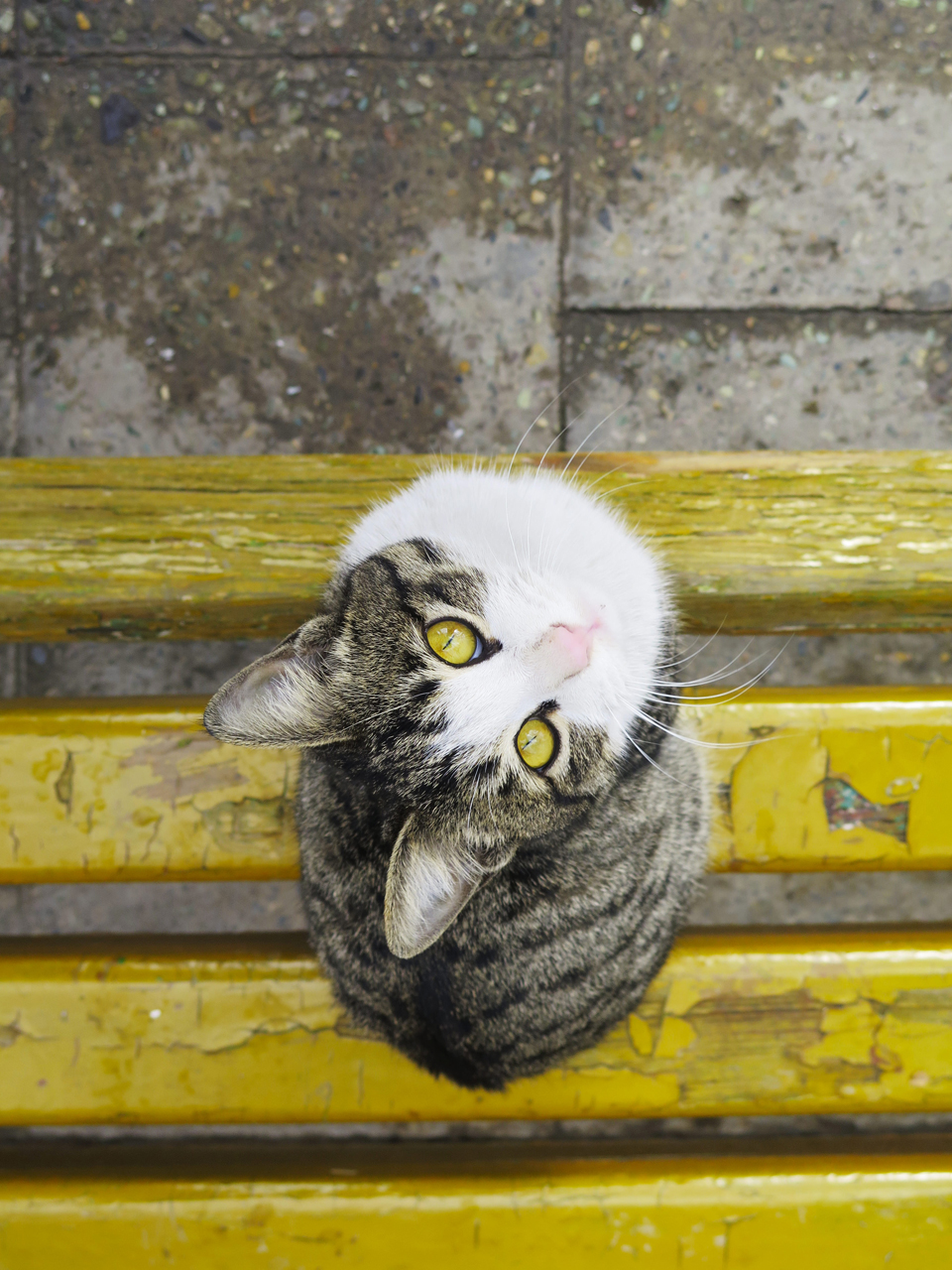 2017 cat fredrica diliberto