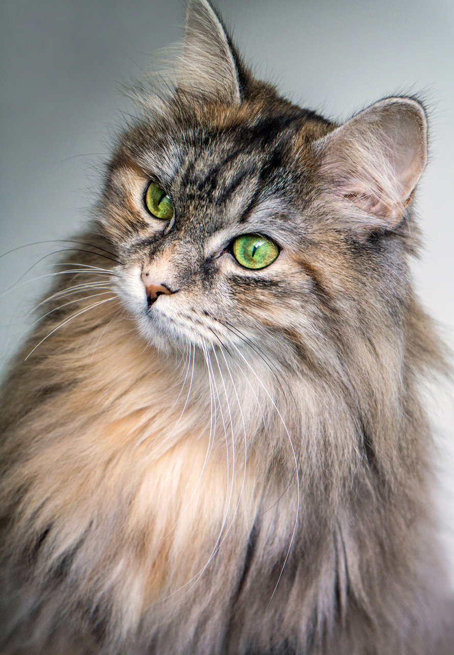 2017 cat mona magnussen