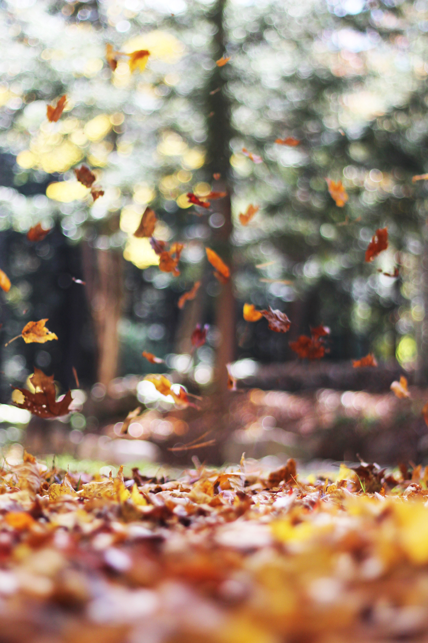 3autumn mott