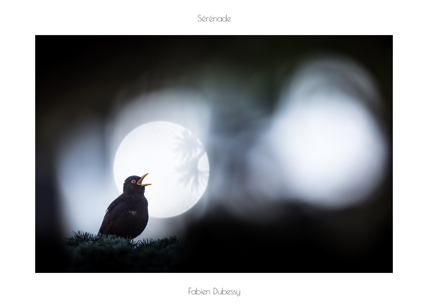 Photo Fabien Dubessy Fabien Dubessy