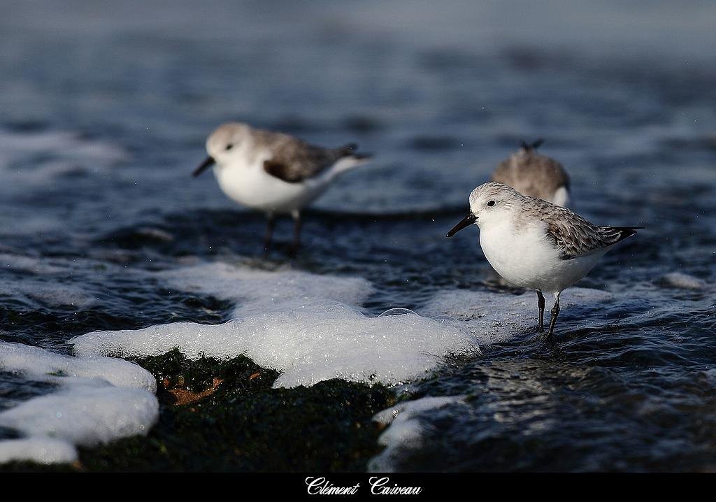 Photo Clément Caiveau
