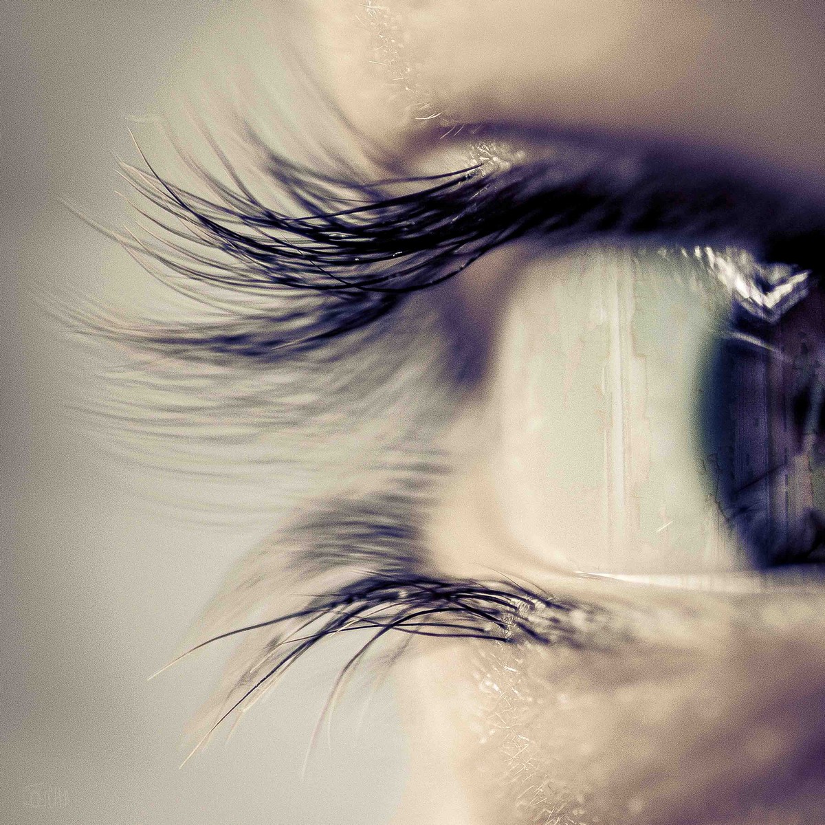 street photography - Image by Michael Gaida from Pixabay macro photographie