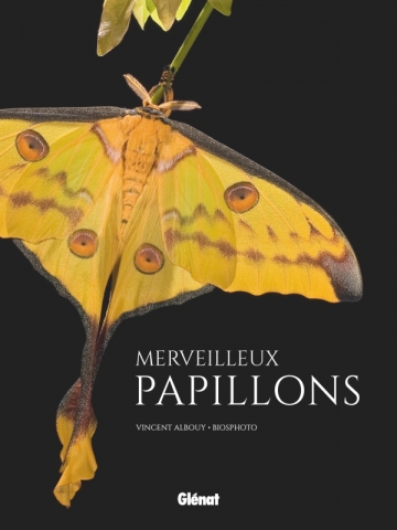 Merveilleux Papillons Merveilleux Papillons