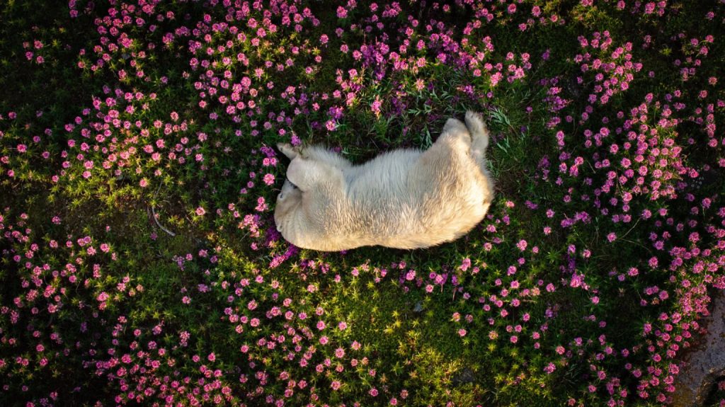 Polar_Bear_Amid_Fireweed_Blooms__by_Christopher_Paetkau