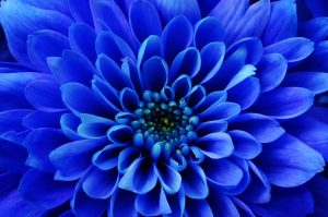 critique photo fleur bleue photophiles