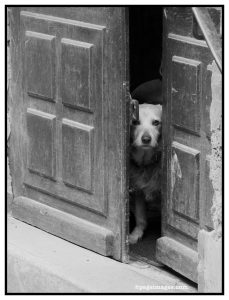 critique image chien photophiles