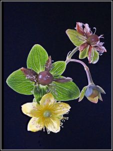 critique image fleur photophiles