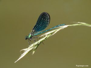 critique image libellule photophiles