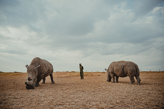 Nouvelle exposition solo en ligne : The Caretakers de Mital Patel